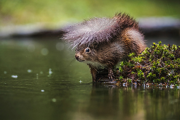 포토 JPG 해외이미지 동물 공원 호수 얼굴 야생동물 포유류 자연 표면 수염 털 사람없음 야외 목재 빨간색 초록색 물 반사 갈색 거울 연못 떨어짐 숲 작음 모피 손목시계 호기심 꼬리 다람쥐 멸종 솜털 서식지 내추럴 삼림지대 샤워실 해외포토 자연요소 나무 공공시설 감정 시계 컬러 컨셉 재료 장신구 신체부위 설치류 크기 생태계 샤워시설 파일형식 이미지허브