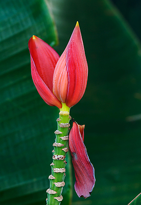 포토 JPG 해외이미지 식물 꽃잎 꽃 줄기 잎 꽃무늬 농업 바나나 사람없음 빨간색 초록색 컬러풀 농장 노란색 환경 수확 성장 벚꽃 껍질 흰배경 유기농 향기 고립 동물상 생태학 이국적 그리너리 해외포토 웰빙 교육 산업 컬러 백그라운드 무늬 과일 조형물 흰색 냄새 파일형식 트랜드컬러 이미지허브