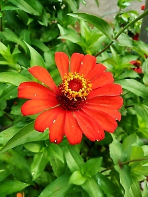 포토 JPG 해외이미지 식물 디자인 공원 꽃잎 꽃 분홍색 백그라운드 잎 꽃무늬 오렌지 자연 추상 국화 사람없음 야외 장식 빨간색 초록색 여름 컬러풀 태양 뷰티 노란색 정원 보라색 봄 벚꽃 신선 개화 원예 내추럴 강렬 여의주 해외포토 자연요소 계절 공공시설 컬러 무늬 과일 취미 생태계 파일형식 이미지허브