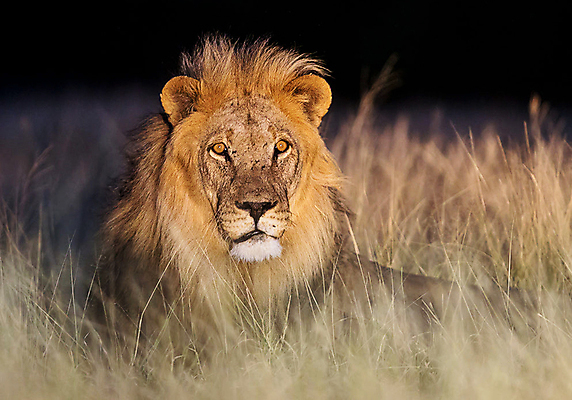 포토 JPG 해외이미지 한마리 응시 야생동물 사람없음 야외 야간 육식동물 숫사자 해외포토 자연요소 동물 1 시선 사자 수컷 파일형식 이미지허브