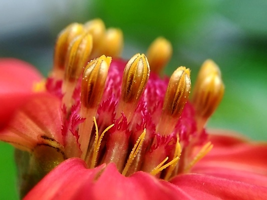 포토 JPG 해외이미지 식물 디자인 공원 꽃잎 꽃 분홍색 백그라운드 잎 꽃무늬 오렌지 자연 추상 국화 사람없음 야외 장식 빨간색 초록색 여름 컬러풀 태양 뷰티 노란색 정원 보라색 봄 벚꽃 신선 개화 원예 내추럴 강렬 여의주 해외포토 자연요소 계절 공공시설 컬러 무늬 과일 취미 생태계 파일형식 이미지허브