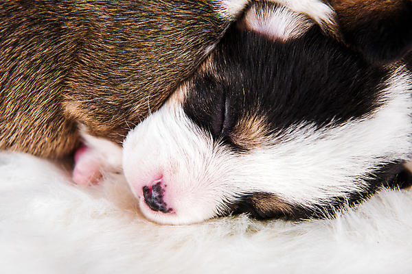 포토 JPG 해외이미지 행복 새끼 가족 함께함 사람없음 반려동물 귀여움 잠 그룹 개 강아지 펨브록웰시코기 해외포토 동물 감정 컨셉 포유류 관계 웰시코기 파일형식 이미지허브