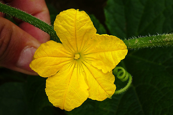 포토 JPG 해외이미지 식물 꽃 음식 잎 농업 채소 자연 오이 사람없음 초록색 노란색 정원 성장 신선 유기농 온실 해외포토 웰빙 산업 컬러 생태계 파일형식 이미지허브