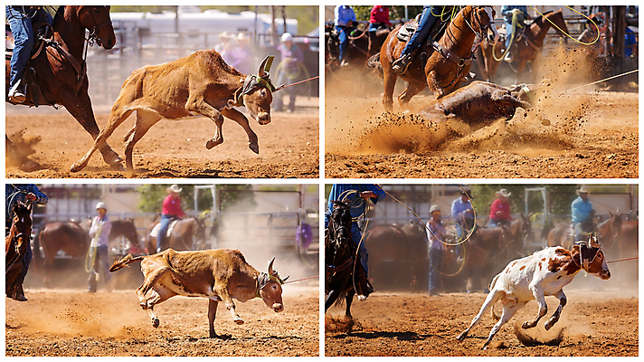 포토 JPG 해외이미지 동물 문화 밧줄 스포츠 포즈 모션 자연 사람없음 달리기 가축 경쟁 경기장 공연 운전 시골 승마 카우보이 호주 승차 익스트림스포츠 속도 황소 쇼 먼지 모음 로데오 송아지 라이더 서쪽 토너먼트 해외포토 줄 새끼 컨셉 스포츠시설 이벤트 소 오세아니아 방향 생태계 파일형식 이미지허브