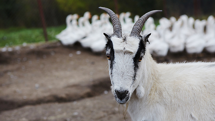 포토 JPG 해외이미지 동물 응시 여자 행복 얼굴 야생동물 백그라운드 밭 농업 포유류 자연 하늘 염소 뿔 육류 사람없음 야외 초록색 농장 농경지 갈색 머리 검은색 가축 우유 흰색 시골 양 방목 코 귀 고립 밭일 해외포토 시선 감정 산업 컬러 식재료 유제품 사람 신체부위 축산업 생태계 파일형식 이미지허브