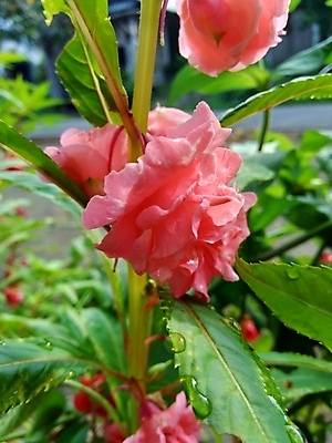 포토 JPG 해외이미지 식물 꽃잎 꽃 줄기 분홍색 꽃다발 백그라운드 잎 2 꽃무늬 채소 자연 함께함 사람없음 빨간색 초록색 여름 컬러풀 뷰티 정원 보라색 성장 벚꽃 신선 개화 허브 내추럴 강렬 추출 해외포토 계절 컬러 컨셉 무늬 생태계 파일형식 이미지허브