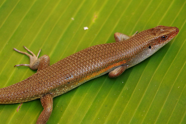 포토 JPG 해외이미지 나무 식물 동물 공원 아시아 야생동물 백그라운드 잎 파충류 청소년 자연 생물 동양인 사람없음 야외 초록색 컬러풀 태양 뷰티 갈색 노란색 정원 줄무늬 추위 주름 황금 꼬리 도마뱀 통나무 발리 인도네시아 이구아나 동쪽 남쪽 내추럴 동물상 이국적 해외포토 자연요소 공공시설 나라 컬러 섬 무늬 사람 인종 조형물 방향 생태계 파일형식 이미지허브
