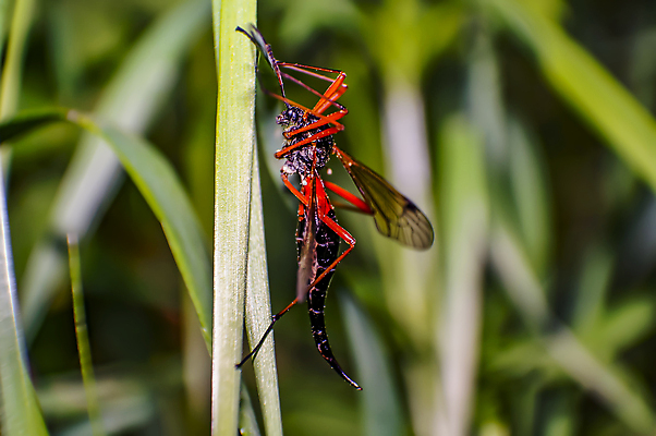 포토 JPG 해외이미지 식물 동물 꽃 야생동물 곤충 백그라운드 절지류 신체 자연 사람없음 빨간색 초록색 물 여름 빛 뷰티 갈색 노란색 환경 정원 검은색 봄 흰색 닫기 벌레 전갈 수집 딱정벌레 묘사 생물학 무당벌레 내추럴 고립 동물상 해외포토 자연요소 계절 교육 컬러 모션 조형물 생태계 파일형식 이미지허브