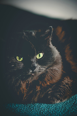 포토 JPG 해외이미지 동물 긴머리 응시 여자 얼굴 포유류 휴식 영국 수염 주택 털 피곤 사랑 사람없음 파란색 반려동물 머리 귀여움 고양이 가축 회색 담요 모피 부드러움 솜털 게으름 거짓말 기르기 안락 해외포토 헤어스타일 시선 감정 유럽 컬러 컨셉 사람 건물 신체부위 감각 돌봄 파일형식 이미지허브