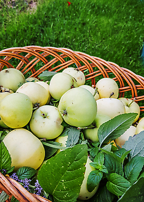 포토 JPG 해외이미지 나무 식물 계절 음식 백그라운드 잎 농업 과일 자연 건강 사람없음 야외 빨간색 세로 초록색 여름 농작물 햇빛 태양 농장 바구니 정원 맑음 수확 성장 가을 시골 신선 사과 정상 다발 상쾌 유기농 원예 내추럴 바이오 숙성 채식주의자 해외포토 자연요소 웰빙 감정 산업 컬러 날씨 취미 생태계 채식 파일형식 이미지허브