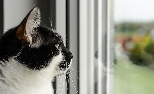 포토 JPG 해외이미지 동물 응시 실루엣 얼굴 백그라운드 창문 포유류 휴식 주택 털 실내 앉기 사람없음 야외 빨간색 여름 반려동물 바구니 고양이 회색 흰색 시골 관찰 장면 부드러움 얼룩무늬 솜털 거짓말 기르기 해외포토 시선 계절 컬러 컨셉 무늬 모션 촬영기법 내부 건물 신체부위 감각 돌봄 파일형식 이미지허브