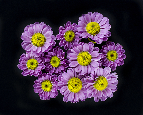 포토 JPG 해외이미지 식물 꽃잎 꽃 분홍색 꽃다발 백그라운드 꽃무늬 자연 사람없음 뷰티 노란색 정원 보라색 검은색 봄 벚꽃 그룹 내추럴 해외포토 계절 컬러 무늬 생태계 파일형식 이미지허브