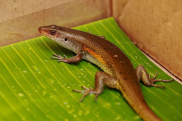 포토 JPG 해외이미지 동물 아시아 야생동물 섬 백그라운드 파충류 자연 열대 생물 동양인 사람없음 야외 초록색 물 컬러풀 태양 뷰티 갈색 노란색 머리 검은색 황무지 숲 피부 묘사 꼬리 도마뱀 발리 인도네시아 동쪽 내추럴 동물상 이국적 해외포토 자연요소 나라 컬러 인종 신체부위 조형물 방향 생태계 파일형식 이미지허브