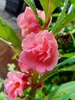 포토 JPG 해외이미지 식물 꽃잎 꽃 줄기 분홍색 꽃다발 백그라운드 잎 2 꽃무늬 채소 자연 함께함 사람없음 빨간색 초록색 여름 컬러풀 뷰티 정원 보라색 성장 벚꽃 신선 개화 허브 내추럴 강렬 추출 해외포토 계절 컬러 컨셉 무늬 생태계 파일형식 이미지허브