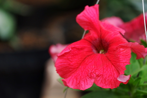 포토 JPG 해외이미지 식물 계절 꽃잎 꽃 분홍색 백그라운드 잎 꽃무늬 자연 사람없음 야외 장식 빨간색 초록색 컬러풀 뷰티 환경 정원 보라색 봄 활발 성장 벚꽃 흰색 신선 개화 닫기 제비꽃 원예 내추럴 피튜니아 해외포토 컬러 컨셉 무늬 모션 취미 생태계 파일형식 이미지허브