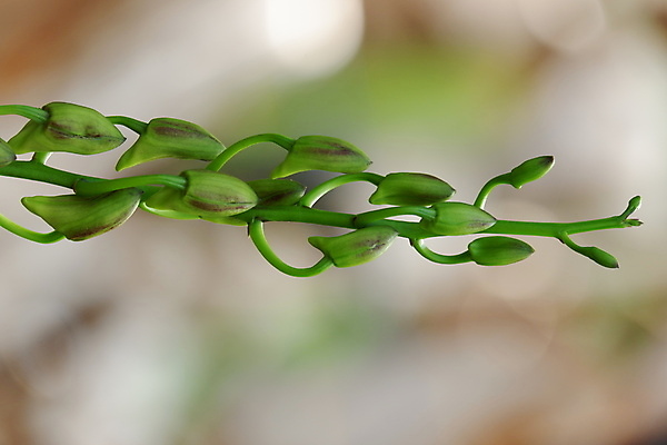 포토 JPG 해외이미지 식물 꽃잎 꽃 줄기 꽃다발 백그라운드 꽃무늬 자연 이벤트 사람없음 장식 여름 컬러풀 귀여움 보라색 스파 봄 벚꽃 나뭇가지 신선 난초 우아함 제비꽃 만족 유기농 향기 심플 호접란 내추럴 고립 이국적 해외포토 나무 웰빙 계절 감정 컬러 컨셉 무늬 생태계 냄새 파일형식 이미지허브