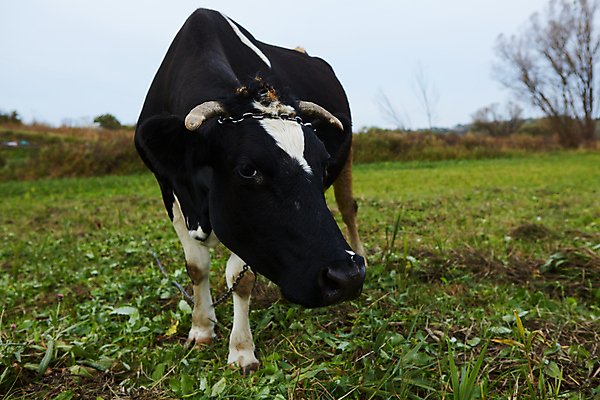 포토 JPG 해외이미지 동물 여자 산업 백그라운드 밭 농업 포유류 자연 하늘 건강 서기 사람없음 초록색 파란색 농장 농경지 머리 검은색 가축 봄 목장 소고기 우유 흰색 시골 신선 소 군중 방목 땅 먹기 송아지 밭일 찰과상 목가 해외포토 계절 새끼 컬러 모션 유제품 육류 사람 신체부위 축산업 상처 생태계 파일형식 이미지허브