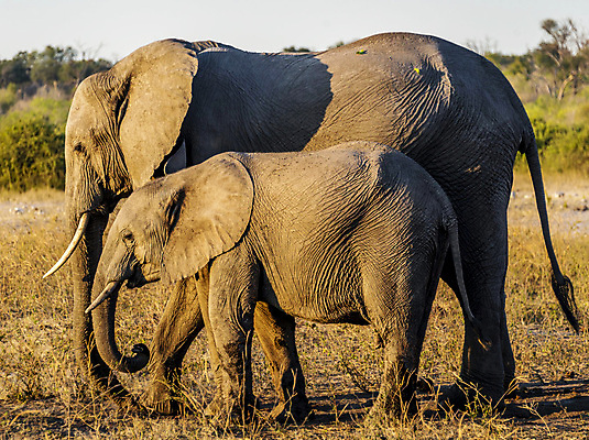 포토 JPG 해외이미지 주간 야생동물 새끼 두마리 초식동물 코끼리 사람없음 야외 어미 해외포토 자연요소 동물 2 포유류 파일형식 이미지허브