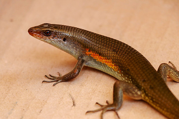 포토 JPG 해외이미지 나무 식물 동물 공원 아시아 야생동물 섬 여행 파충류 자연 조류 휴가 동양인 사람없음 야외 빨간색 컬러풀 갈색 노란색 여행객 황금 작음 피부 묘사 꼬리 도마뱀 발리 인도네시아 육식동물 내추럴 싱가폴 동물상 해외포토 공공시설 나라 컬러 사람 인종 신체부위 조형물 크기 생태계 파일형식 이미지허브