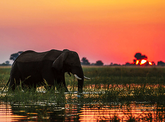 포토 JPG 해외이미지 한마리 야생동물 하늘 초식동물 코끼리 사람없음 야외 물 강 노을 야간 해외포토 자연요소 동물 1 포유류 파일형식 이미지허브