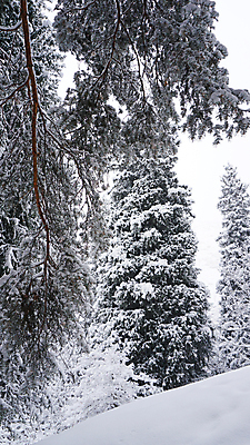 포토 JPG 해외이미지 나무 계절 공원 여행 백그라운드 크리스마스 겨울 자연 동화 날씨 휴가 새해 산 사람 사람없음 야외 목재 냉동 얼음 폭포 추위 안개 흰색 소나무 숲 서리 전나무 눈보라 내추럴 카자흐스탄 폭설 눈내림 가문비나무 해외포토 자연요소 식물 공공시설 기념일 아시아 컬러 재료 눈_날씨 자연재해 생태계 파일형식 이미지허브