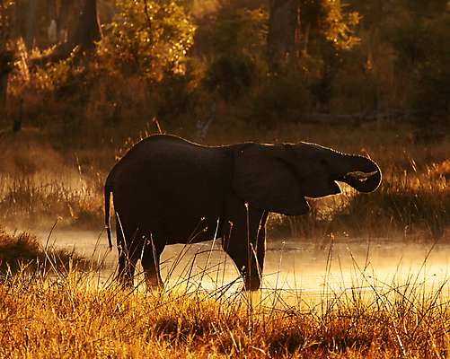 포토 JPG 해외이미지 한마리 실루엣 야생동물 새끼 초식동물 코끼리 사람없음 야외 강 노을 풀 야간 물마시기 해외포토 자연요소 식물 동물 1 포유류 촬영기법 마시기 파일형식 이미지허브