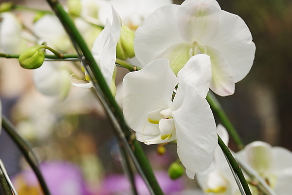 포토 JPG 해외이미지 식물 디자인 꽃잎 꽃 줄기 꽃다발 백그라운드 잎 꽃무늬 자연 선물 사람없음 장식 여름 컬러풀 뷰티 노란색 정원 봄 벚꽃 흰색 나뭇가지 신선 개화 난초 우아함 꽃집 묘사 원예 호접란 분재 나방 내추럴 고립 이국적 해외포토 나무 계절 컬러 곤충 컨셉 무늬 취미 상점 생태계 파일형식 이미지허브