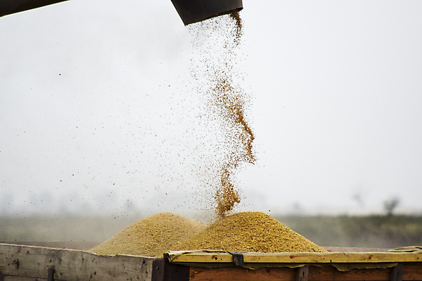 포토 JPG 해외이미지 식물 직업 산업 음식 밭 농업 신체 밥 건조 사람없음 농작물 농장 기계 장비 수확 나사 시골 황금 결합 낟알 자르기 시리얼 수집 종업원 장면 트랙터 이익 짐차 엔진 밀짚 모터 밭일 수표 숙성 전국 해외포토 모션 자동차 공구 짚 농기계 특수차량 파일형식 이미지허브