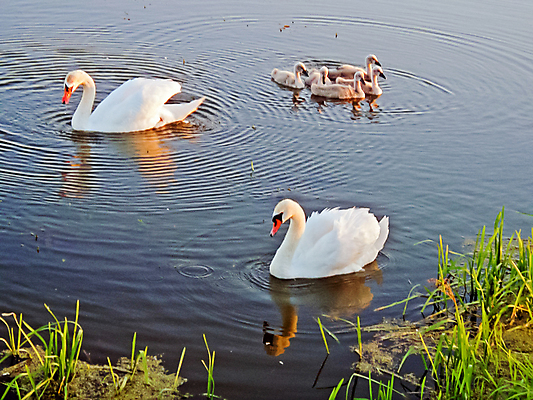 포토 JPG 해외이미지 동물 공원 여자 남자 병아리 사람없음 강 수영 연못 쌍 순수 깃털 백조 목 벙어리 웅장함 해외포토 공공시설 컨셉 조류 사람 신체부위 수상스포츠 파일형식 이미지허브