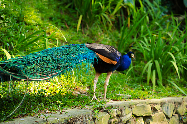 포토 JPG 해외이미지 동물 공원 남자 아시아 야생동물 백그라운드 패턴 자연 조류 동물원 사람없음 초록색 파란색 컬러풀 뷰티 머리 활발 의식 우아함 공작 인도인 전시회 깃털 묘사 질감 꼬리 부리 목 보여주기 꿩 내추럴 동물상 웅장함 터키석 해외포토 외국인 공공시설 나라 컬러 컨셉 무늬 모션 사람 동양인 신체부위 조형물 전시 보석 생태계 파일형식 이미지허브