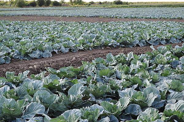 포토 JPG 해외이미지 식물 구름 계절 산업 지구 음식 백그라운드 잎 밭 농업 채소 자연 하늘 풍경 사람없음 야외 초록색 여름 파란색 농작물 햇빛 뷰티 농장 농경지 정원 맑음 봄 샐러드 성장 시골 신선 땅 유기농 양배추 날것 먼지 내추럴 밭일 줄서기 채식주의자 세련 해외포토 자연요소 웰빙 컬러 모션 날씨 태양 생태계 채식 파일형식 이미지허브