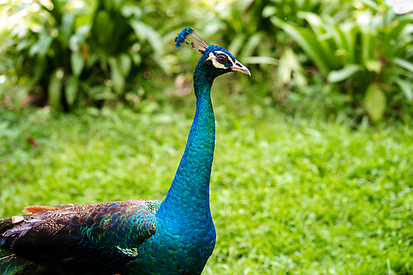 포토 JPG 해외이미지 공원 동물원 사람없음 우아함 공작 해외포토 공공시설 컨셉 조류 파일형식 이미지허브
