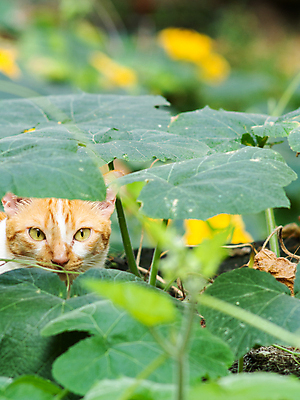 포토 JPG 해외이미지 식물 동물 응시 꽃 행복 얼굴 음식 줄기 포즈 백그라운드 잎 꽃무늬 농업 채소 오렌지 과일 포유류 자연 호박 휴식 건강 사람없음 초록색 여름 반려동물 노란색 머리 귀여움 정원 고양이 흰색 신선 작음 포도나무 생강 거짓말 해외포토 시선 계절 감정 산업 컬러 컨셉 무늬 신체부위 크기 과일나무 생태계 파일형식 이미지허브