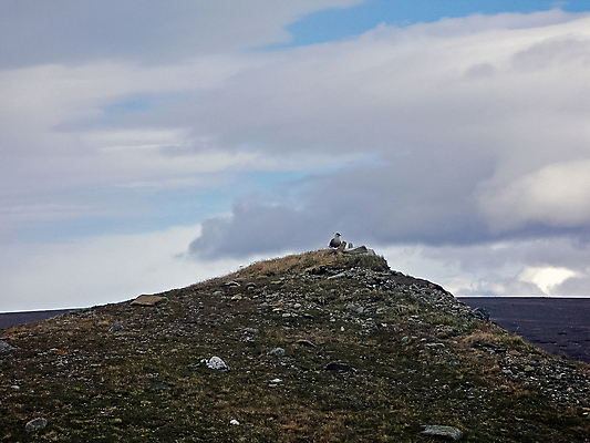 포토 JPG 해외이미지 동물 모래 조류 하늘 병아리 어류 사람없음 파란색 잡기 개울 울음 먹기 장어 깃털 다이빙 부리 부름 송곳니 도피 추적 기르기 무료 해외포토 컬러 모션 표정 강 수영 수중동물 치아 돌봄 수중스포츠 파일형식 이미지허브