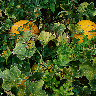 포토 JPG 해외이미지 식물 음식 잎 밭 농업 다이어트 채소 과일 자연 디저트 수박 건강 사람없음 초록색 물 여름 농작물 농장 정원 흙 주스 줄무늬 수확 성장 가을 시골 신선 원형 달콤 맛 큼 수분 멜론 먹기 오브젝트 유기농 장면 8월 숙성 세련 해외포토 자연요소 도형 웰빙 계절 산업 음료 컬러 컨셉 무늬 모션 날짜 크기 생태계 파일형식 이미지허브