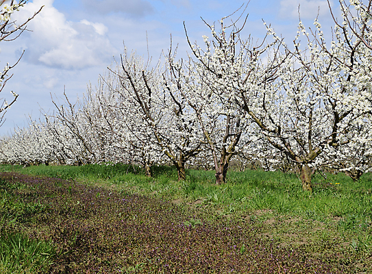 포토 JPG 해외이미지 나무 식물 꽃잎 꽃 잎 꽃무늬 농업 과일 자연 하늘 사람없음 파란색 뷰티 새싹 정원 맑음 봄 성장 벚꽃 흰색 나뭇가지 신선 사과 수분 과수원 향기 아로마 꽃가루 자두 내추럴 꽃수술 시리즈 해외포토 계절 산업 컬러 무늬 날씨 가루 생태계 냄새 파일형식 이미지허브