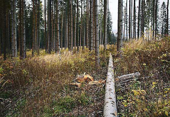 포토 JPG 해외이미지 나무 식물 계절 공원 여행 백그라운드 잎 오렌지 자연 아침 풍경 사람없음 야외 목재 빨간색 초록색 빛 햇빛 노란색 환경 성장 가을 황무지 황금 떨어짐 숲 오솔길 내추럴 삼림지대 슬로바키아 해외포토 주간 공공시설 유럽 길 컬러 컨셉 과일 재료 태양 생태계 파일형식 이미지허브