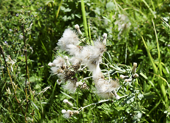 포토 JPG 해외이미지 식물 밭 우산 자연 씨앗 사람없음 펼침 가시 민들레 낙하산 해외포토 꽃 농업 모션 생태계 파일형식 이미지허브