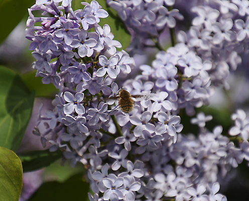 포토 JPG 해외이미지 주간 나무 식물 계절 꽃잎 꽃 줄기 곤충 백그라운드 잎 꽃무늬 패턴 날개 봄꽃 자연 휴가 사람없음 야외 장식 가로 초록색 뷰티 머리 우주 정원 보라색 봄 나뭇가지 개화 5월 보케 부드러움 라일락 해외포토 자연요소 동물 컬러 무늬 신체부위 감각 날짜 생태계 파일형식 이미지허브