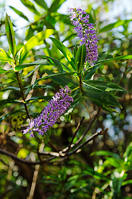 포토 JPG 해외이미지 꽃 잎 자연 사람없음 야외 초록색 울타리 햇빛 맑음 보라색 벚꽃 가을 개화 관목 상록수 내추럴 해외포토 나무 식물 계절 컬러 날씨 담장 태양 생태계 파일형식 이미지허브