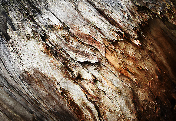 포토 JPG 해외이미지 나무 식물 백그라운드 패턴 오렌지 자연 표면 날씨 추상 사람없음 목재 갈색 환경 어둠 성장 죽음 거친 숲 묘사 유기농 질감 내추럴 깨짐 수목 썩음 옛날 노화 해외포토 웰빙 컬러 컨셉 무늬 과일 재료 생태계 파일형식 이미지허브