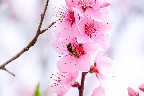 포토 JPG 해외이미지 나무 식물 꽃잎 꽃 분홍색 백그라운드 잎 꽃무늬 자연 벽지 하늘 사람없음 야외 파란색 뷰티 맑음 침묵 봄 성장 벚꽃 흰색 나뭇가지 신선 개화 체리 닫기 사과 수분 과수원 벌 순수 아로마 복숭아 꽃가루 내추럴 고립 꽃수술 해외포토 계절 컬러 곤충 컨셉 무늬 농업 과일 모션 날씨 소리 가루 생태계 파일형식 이미지허브