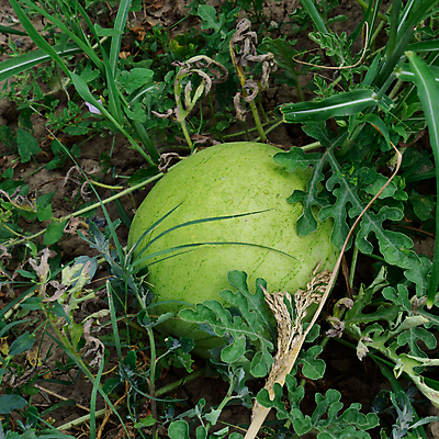 포토 JPG 해외이미지 식물 라이프스타일 계절 음료 음식 잎 밭 농업 채소 과일 자연 디저트 수박 건강 사람없음 초록색 물 농작물 농장 정원 줄무늬 수확 성장 시골 신선 원형 달콤 맛 큼 멜론 먹기 유기농 원예 장면 밭일 숙성 세련 해외포토 자연요소 도형 웰빙 산업 컬러 컨셉 무늬 모션 취미 생활 크기 생태계 파일형식 이미지허브