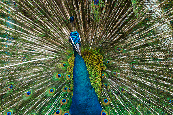 포토 JPG 해외이미지 동물 공원 남자 아시아 야생동물 백그라운드 패턴 자연 조류 동물원 사람없음 초록색 파란색 컬러풀 뷰티 머리 활발 의식 우아함 공작 인도인 전시회 깃털 묘사 질감 꼬리 부리 목 보여주기 꿩 내추럴 동물상 웅장함 터키석 해외포토 외국인 공공시설 나라 컬러 컨셉 무늬 모션 사람 동양인 신체부위 조형물 전시 보석 생태계 파일형식 이미지허브