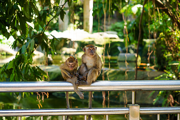 포토 JPG 해외이미지 나무 동물 커플 응시 공원 감정 아시아 얼굴 야생동물 백그라운드 2 포유류 가족 포옹 아프리카 자연 털 동물원 사랑 앉기 동양인 사람없음 야외 초록색 갈색 우정 원숭이 아기 사찰 쌍 숲 유인원 내추럴 돌봄 해외포토 식물 시선 공공시설 나라 컬러 관계 종교건축 안기 모션 사람 인종 신체부위 친구 생태계 파일형식 이미지허브