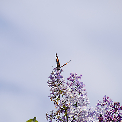 포토 JPG 해외이미지 주간 나무 식물 계절 꽃잎 꽃 줄기 분홍색 나비 곤충 백그라운드 잎 꽃무늬 날개 봄꽃 자연 추상 휴가 사람없음 야외 장식 가로 초록색 뷰티 정원 보라색 봄 흰색 나뭇가지 선택 4월 5월 보케 부드러움 라일락 해외포토 자연요소 동물 컬러 컨셉 무늬 감각 날짜 생태계 파일형식 이미지허브