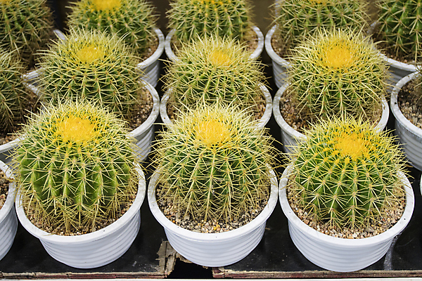 포토 JPG 해외이미지 식물 꽃 줄기 백그라운드 패턴 태국 자연 선인장 종류 사람없음 장식 초록색 세트 세일 상점 정원 놀이방 사막 원형 그룹 시장 냄비 작음 수집 척추 오브젝트 온실 이국적 많음 해외포토 도형 아시아 컬러 컨셉 무늬 뼈 솥 크기 생태계 파일형식 이미지허브