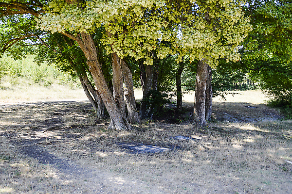 포토 JPG 해외이미지 나무 공원 여행 백그라운드 벤치 자연 휴가 휴식 산 사람없음 야외 목재 초록색 빛 소풍 환경 산책 하이킹 자유 광선 시골 숲 모닥불 캠핑장 안락의자 지역 내추럴 재 전국 해외포토 식물 공공시설 컬러 컨셉 의자 재료 불 레저 야외활동 캠핑 생태계 파일형식 이미지허브