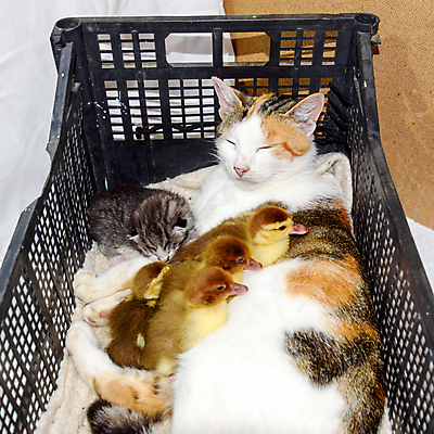 포토 JPG 해외이미지 동물 어린이 포유류 조류 엄마 친절 따뜻함 병아리 사랑 사람없음 반려동물 상자 뷰티 교사 고양이 치킨 침묵 외계인 흰색 아기 모피 수집 생물학 부리 환영 솜털 실수 입양 특별함 헬프 생존 동정 해외포토 직업 교육 감정 컬러 컨셉 가족 사람 소리 미확인물체 도움 닭고기요리 파일형식 이미지허브