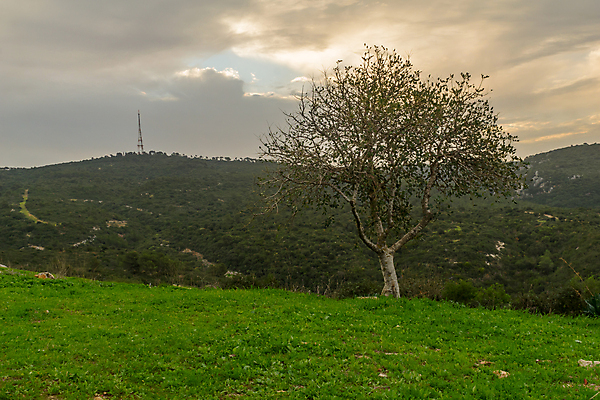 포토 JPG 해외이미지 나무 공원 여행 중동 자연 아침 산 경사 사람없음 야외 초록색 일출 새벽 시골 숲 지중해 산등성이 내추럴 이스라엘 해외포토 주간 자연요소 식물 공공시설 나라 바다 컬러 노을 생태계 서아시아 파일형식 이미지허브